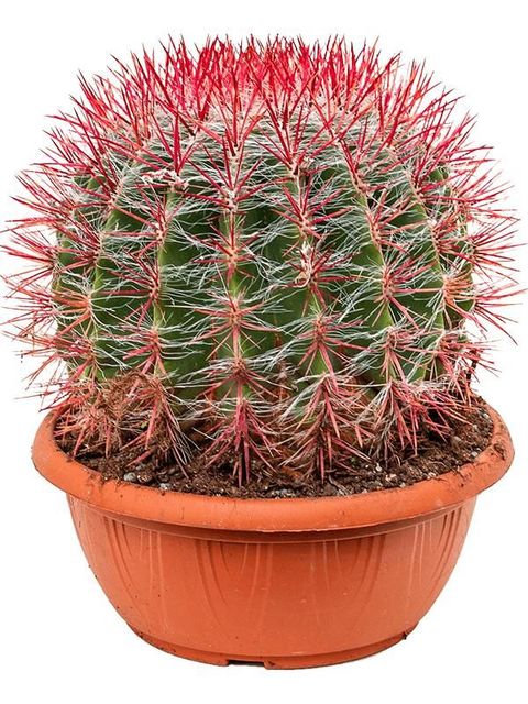 Ferocactus stainesii