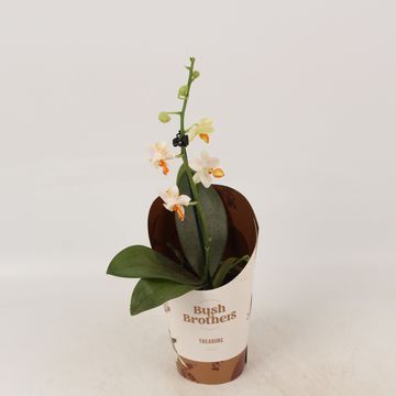 Phalaenopsis 'Mini Mark'