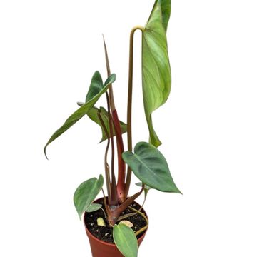Philodendron billietiae x pastazanum