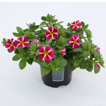 Calibrachoa RAVE PINK
