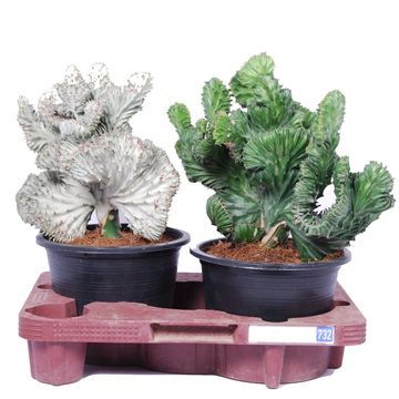 Euphorbia lactea CRISTATA MIX