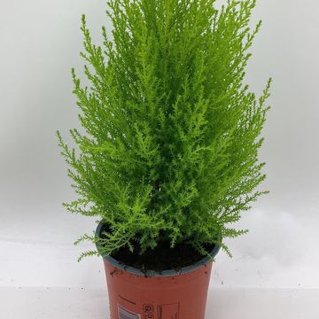 Cupressus macrocarpa 'Goldcrest Wilma'