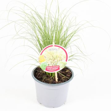 Carex comans 'Frosted Curls'