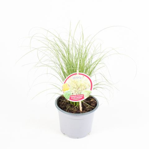 Carex comans 'Frosted Curls'