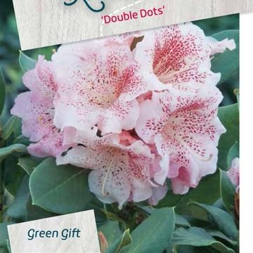 Rhododendron 'Double Dots'