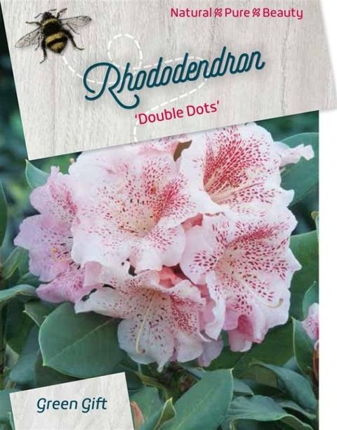 Rhododendron 'Double Dots'