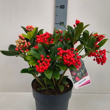 Skimmia japonica 'Lady Scarlett'