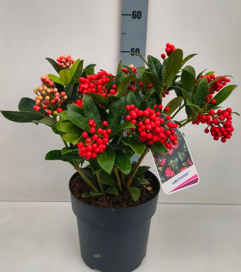 Skimmia japonica 'Lady Scarlett'