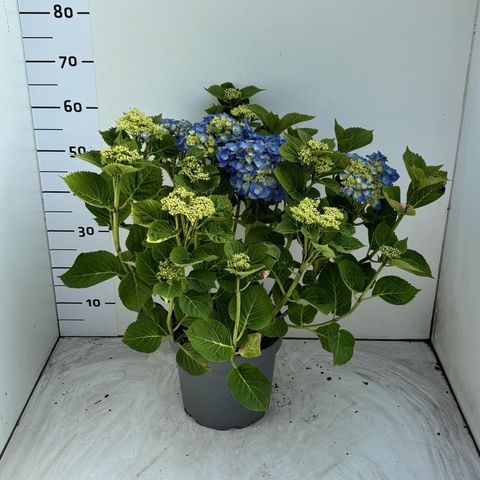 Hydrangea macrophylla 'Bodensee'