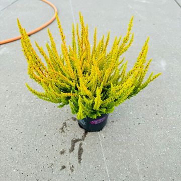Calluna vulgaris GARDEN GIRLS ZOE