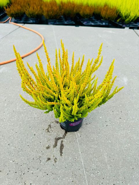 Calluna vulgaris GARDEN GIRLS ZOE