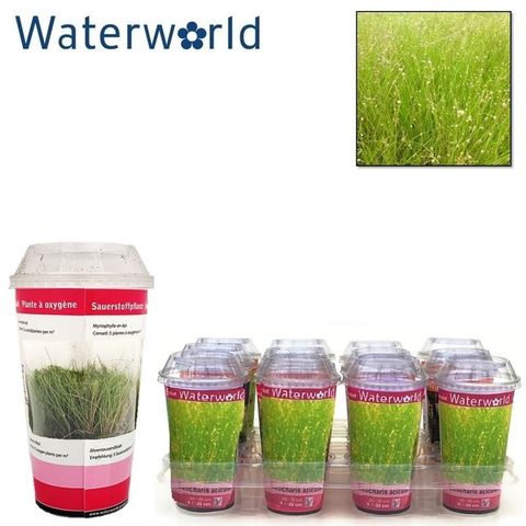 Eleocharis acicularis