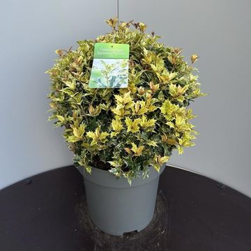 Osmanthus heterophyllus 'Goshiki'