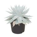 Dudleya brittonii