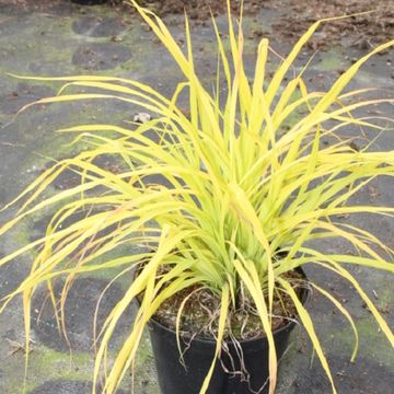 Carex elata 'Aurea'