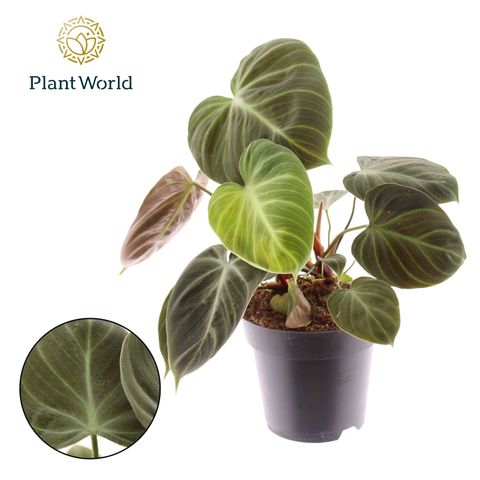 Philodendron 'El Choco Red'