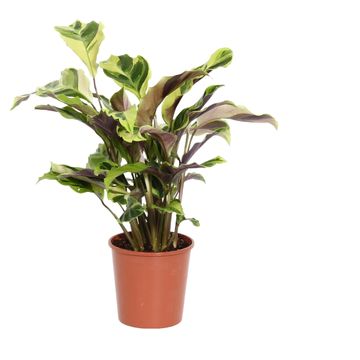 Calathea 'Yellow Fusion'