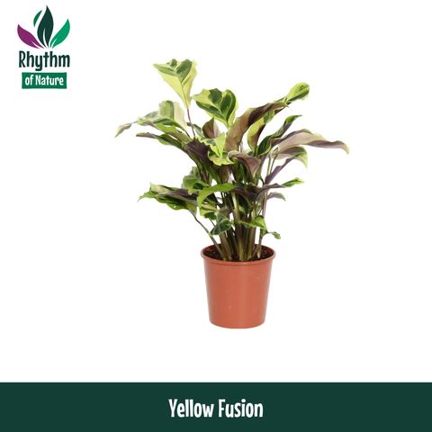 Calathea 'Yellow Fusion'