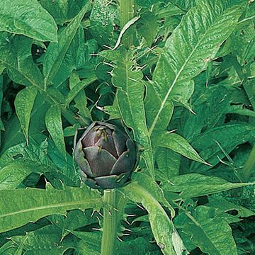 Cynara scolymus