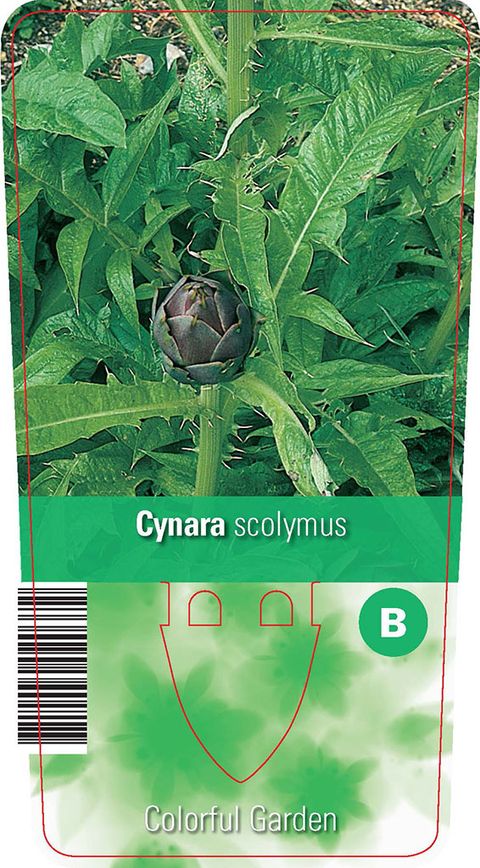 Cynara scolymus