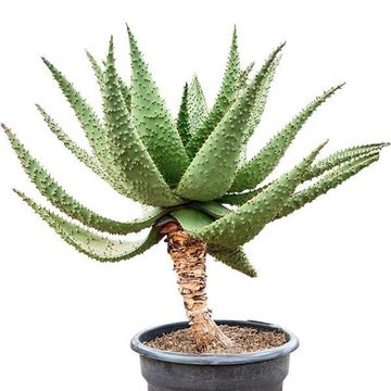 Aloe marlothii