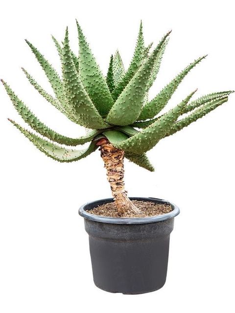 Aloe marlothii