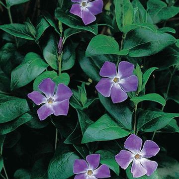 Vinca major