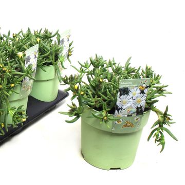 Delosperma nubigenum WHEELS OF WONDER WHITE WONDER