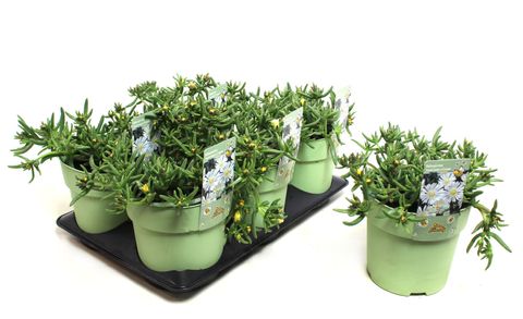 Delosperma nubigenum WHEELS OF WONDER WHITE WONDER