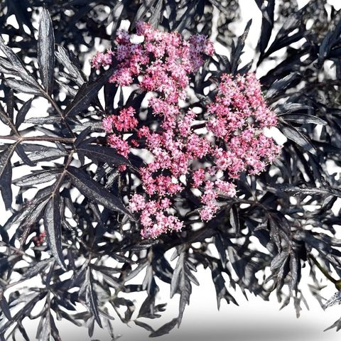 Sambucus nigra BLACK LACE