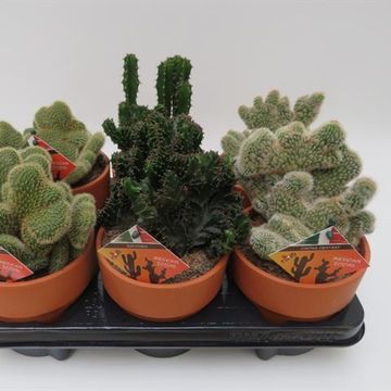 Cactus CRISTATA MIX