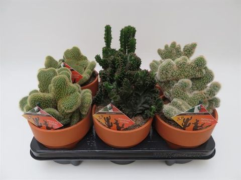 Cactus CRISTATA MIX