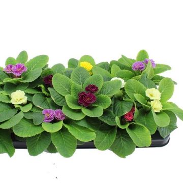 Primula ACAULIS MIX