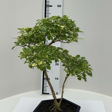 Duranta erecta 'Вариегата'