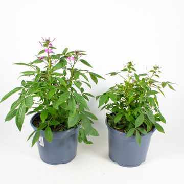 Cleome MIX