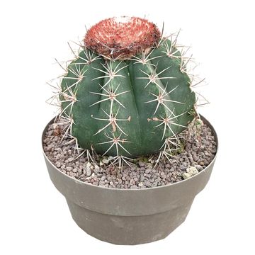 Melocactus salvadorensis
