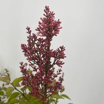 Syringa microphylla 'Superba'