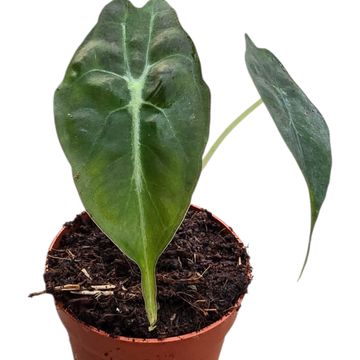 Alocasia 'Venom'