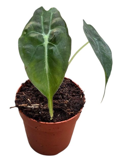 Alocasia 'Venom'