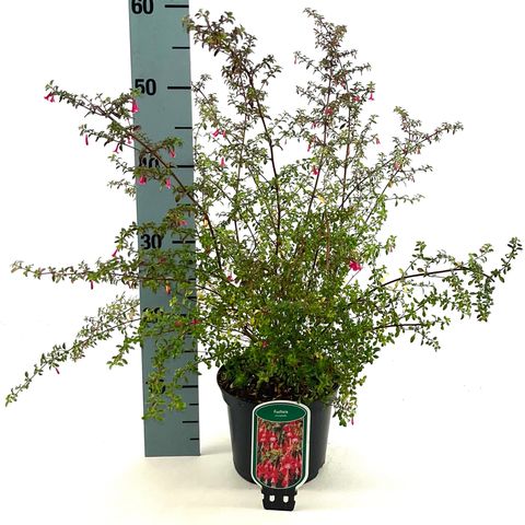 Fuchsia microphylla