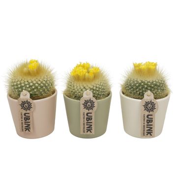 Parodia haselbergii