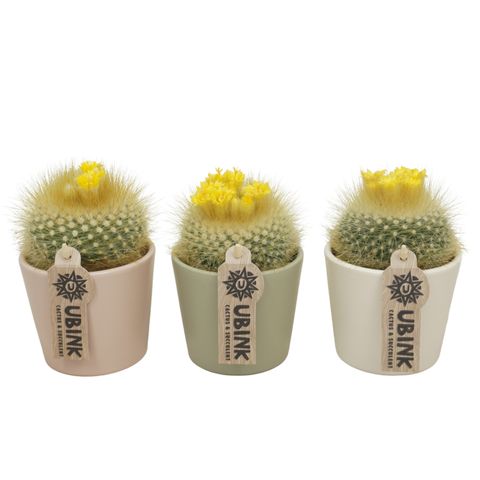 Parodia haselbergii