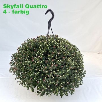 Chrysanthemum SKYFALL MIX IN POT