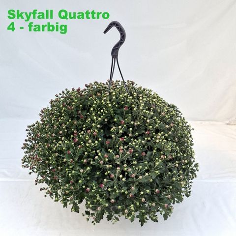 Chrysanthemum SKYFALL MIX IN POT