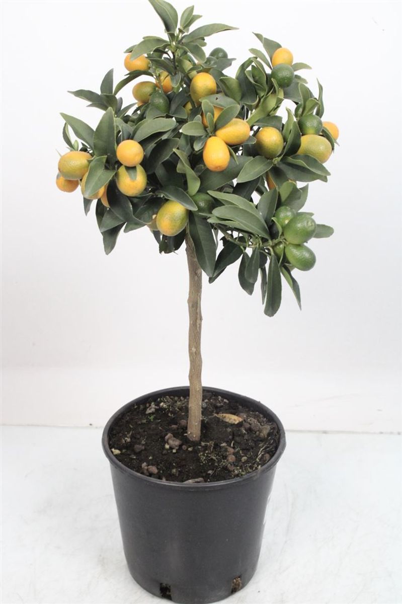 Citrus japonica — Plant Wholesale FlorAccess