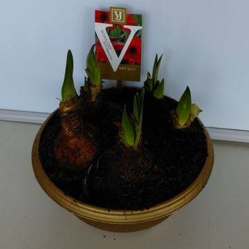 Hippeastrum SONATINI MIX