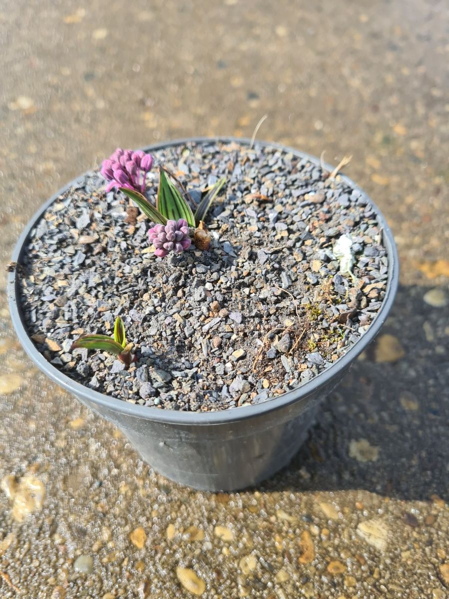 Ledebouria cooperi — Pflanzengroßhandel FlorAccess