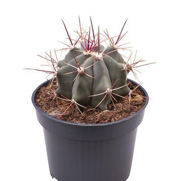 Ferocactus stainesii