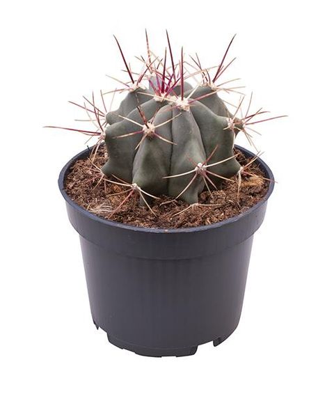 Ferocactus stainesii