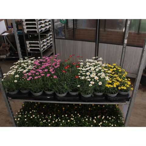 Argyranthemum frutescens MIX